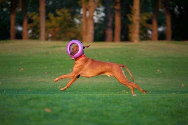 Снаряд тренувальний Puller Мaxi для собак 30 см