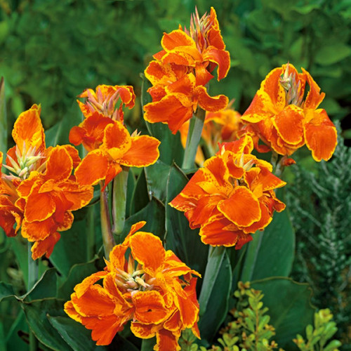 Корнеклубень Яскрава Канна Carnaval 