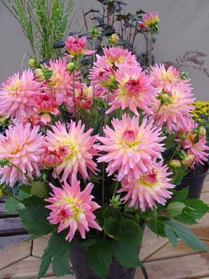 Коренебульба TUBERBULB Export B.V. жоржини кактусової Мелоді Джіпсі 1 шт. 