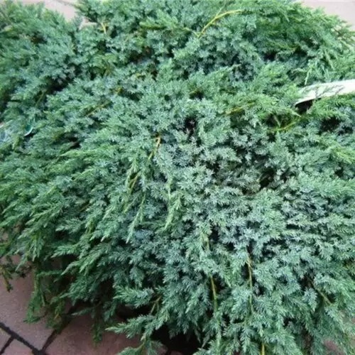 Растение Можжевельник чешуйчатый Блю Компакт С3 D20-30(укр)
