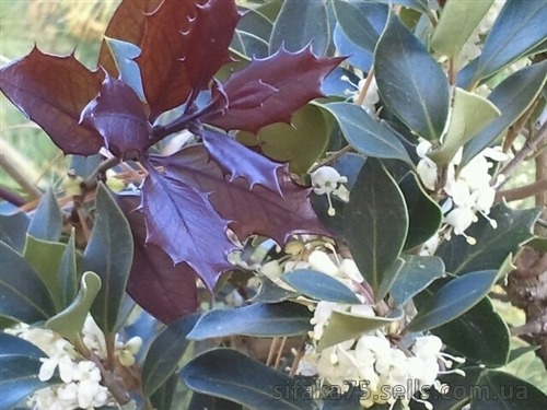 Рослина Османтус гетерофілус Пурпуреус/Osmanthus heter. Purpureus С2/Н20-30