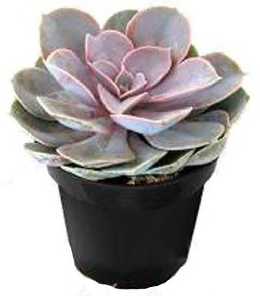 Рослина Суккулент мікс в горщику магніт 7/10