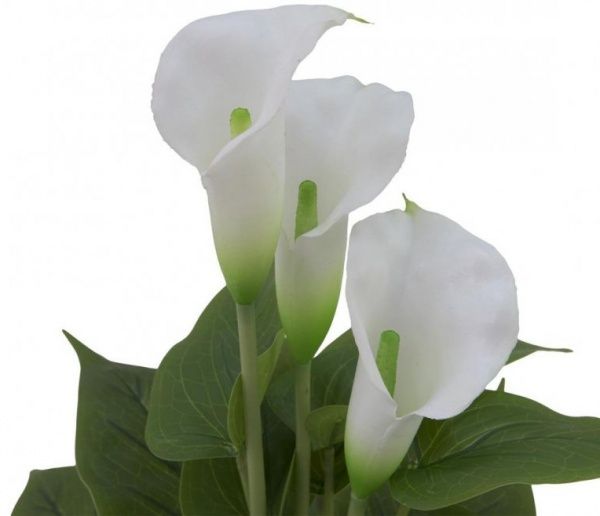 Растение Калла микс 12/40