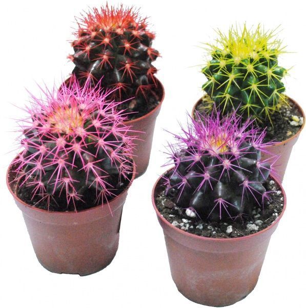 Растение Эхинокактус грузона (цветной) d9 h15