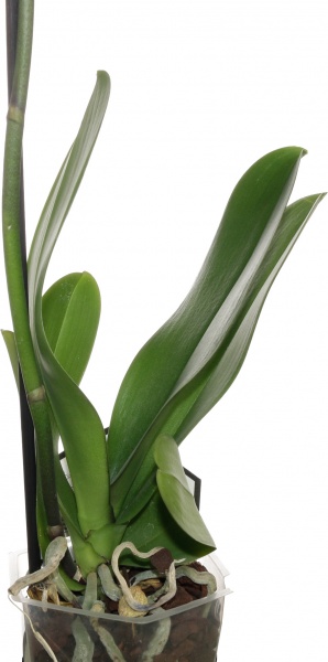 Растение комнатное Фаленопсис микс 1рр, 3/5 + 12/50