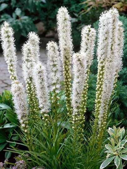 Коренебульба ліатріса спіката білого 4 шт. 