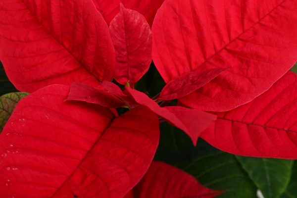 Растение Пуансеттия D20 см