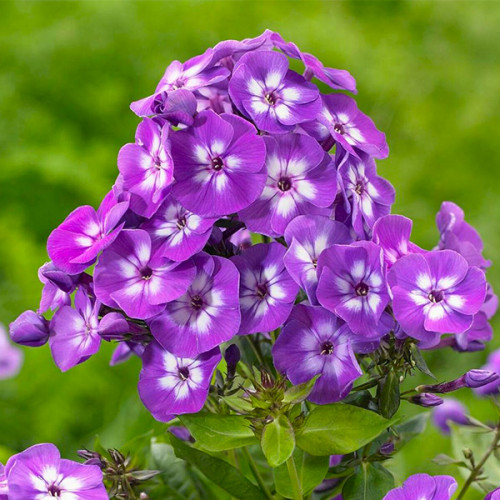 Кореневище Яскрава Флокс Laura 