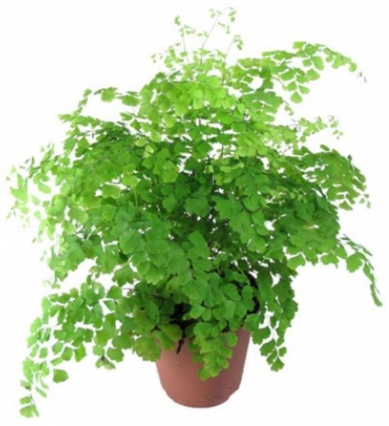 Растение Адиантум 12//30