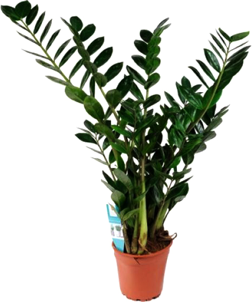 Растение комнатное Замиокулькас 17х90 см (Р15611)