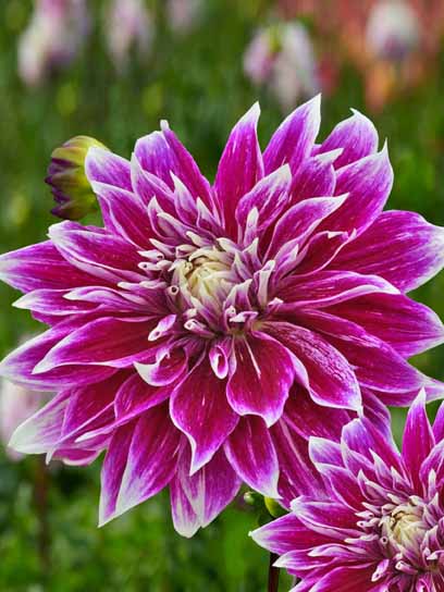 Корнеклубень георгины динерплейт Премия 1 шт. 