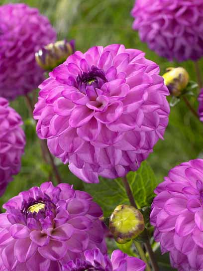 Корнеклубень TUBERBULB Export B.V. георгины шаровидной Салвейшн 1 шт. 