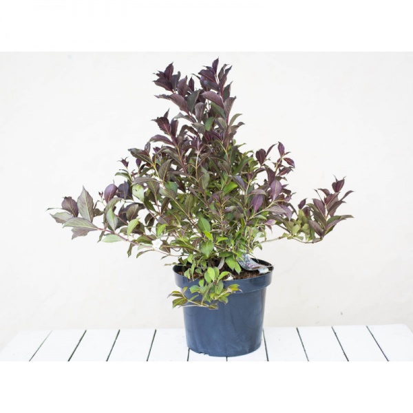 Рослина Вейгела александра розес d17/h25