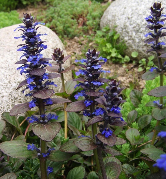Растение Живучка ползучая/ Ajuga reptans С3 /Н 30