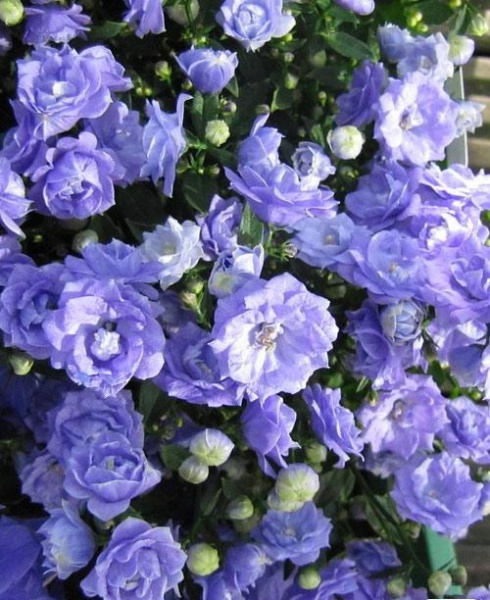 Растение Кампанула голубая d12/h15