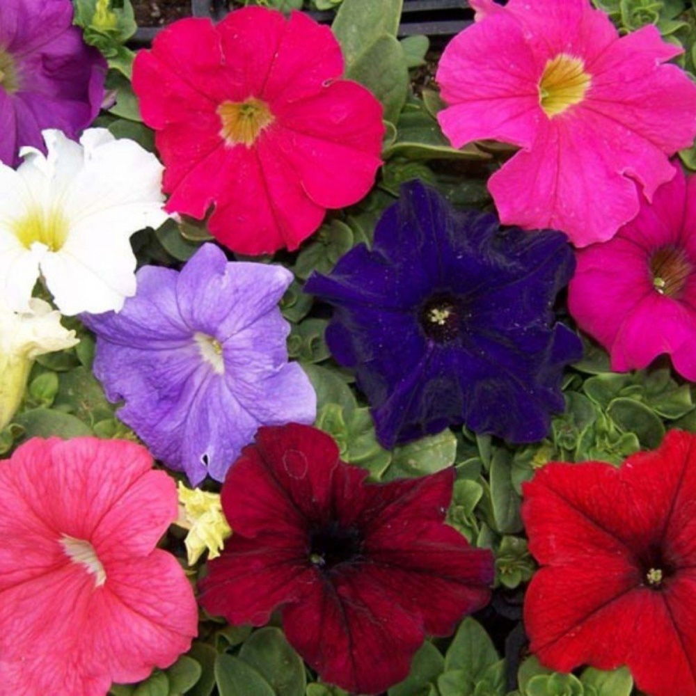 Рослина Петунія 10х15 мікс