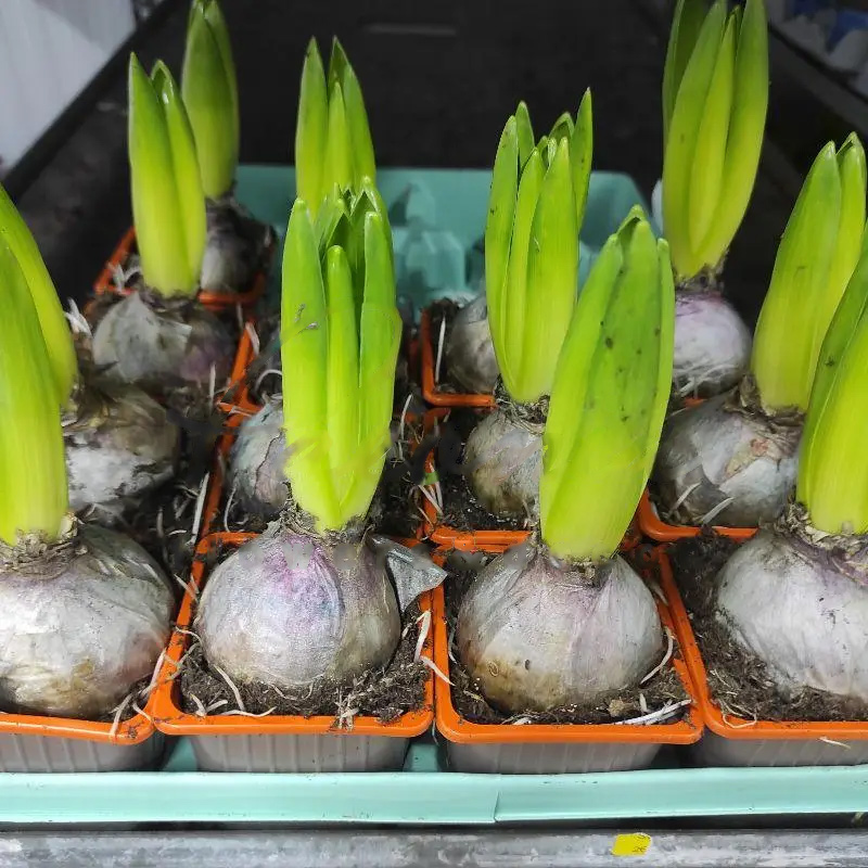 Луковица Гиацинт 07х15 оранжевый Gipsy Queen (decorum)