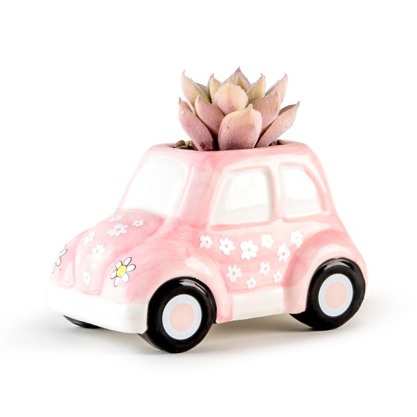 Растение декоративное DH-FLOWERS-23 GREEN/PINK 