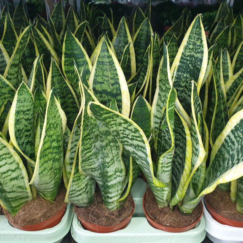 Растение Сансевиерия 12х35 Futura Superba