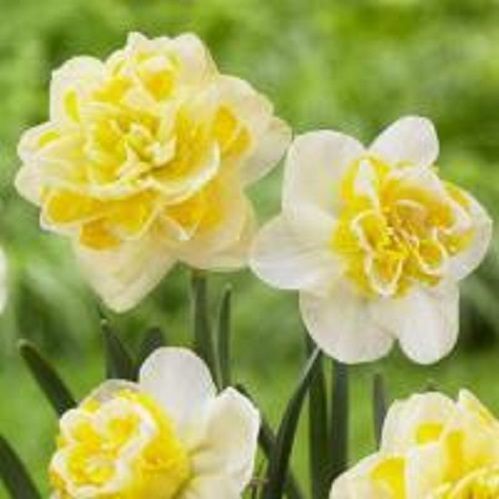 Луковица Нарцисс махровый Свит Помпонетт 5 шт. 