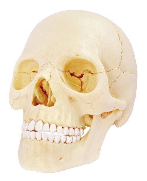 Об’ємна анатомічна модель 4D Master Череп людини FM-626111