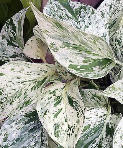 Рослина Епіпремнум Марбел Квін d12/h20