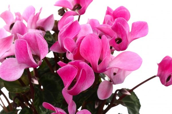 Растение комнатное Цикламен Компакта 11x20 см