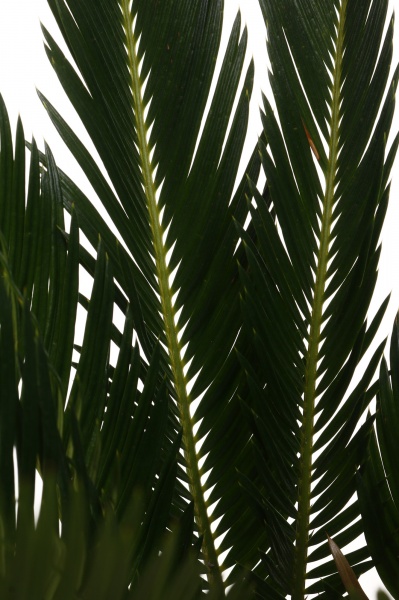 Рослина кімнатна Цикас Revolution 12/40