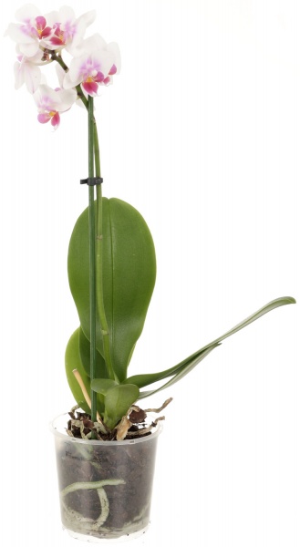 Рослина кімнатна Фаленопсис 1 гілка (А2) 9/25