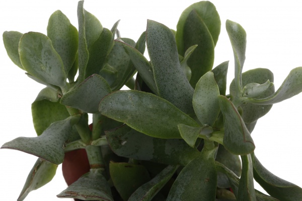 Рослина кімнатна Сукулент мікс 10х12 см