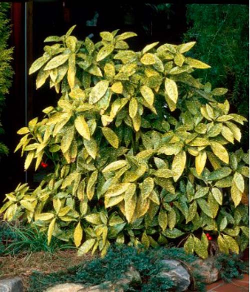 Растение Аукуба Кротонифолия d17/h25