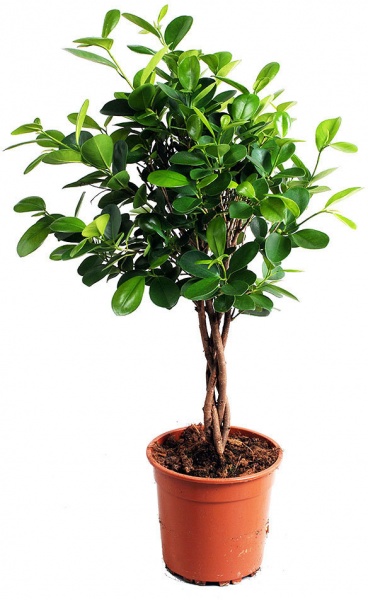 Растение Фикус Эластика микс на штамбе 24х100 см