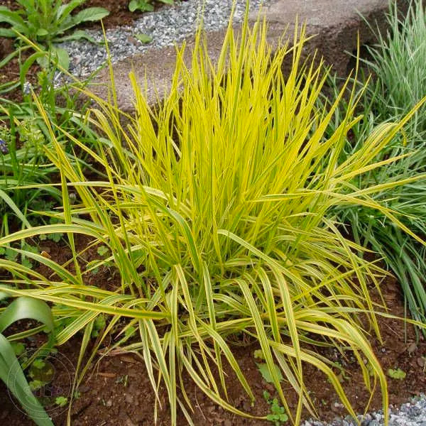 Растение Лисохвост Aureovariegatus С2