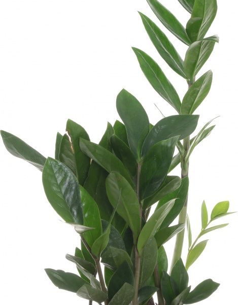 Растение Замиокулькас 2+ 12/40