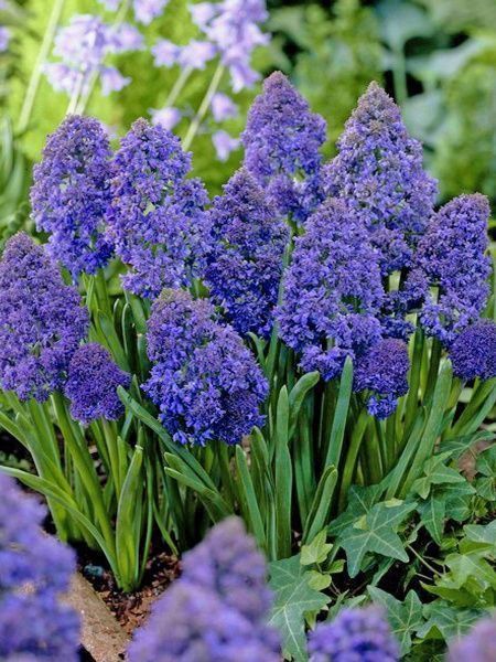 Луковица Мускари Фентези Криейшн (5 шт.) 5 шт.