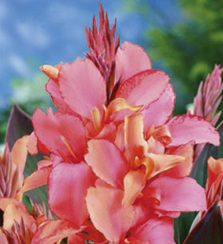 Корневище Яскрава Канна Pink President 1 шт. 