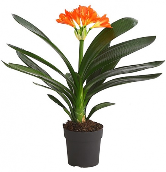 Растение Кливия Miniata 13/50