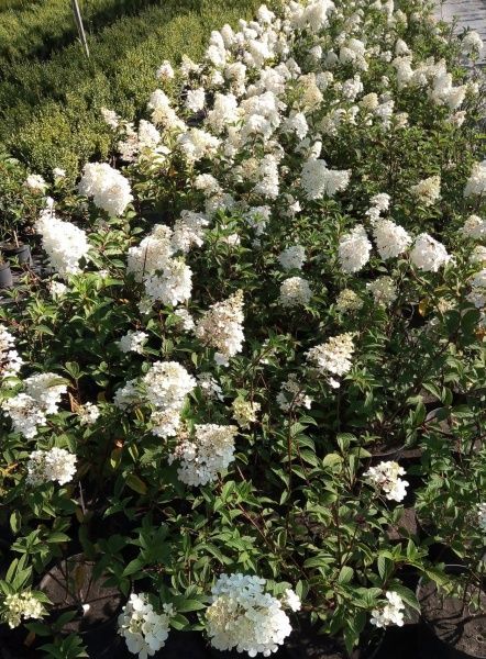 Саженец MegaPlant Гортензия митильчатая Vanille-Fraise 40-60 см С2