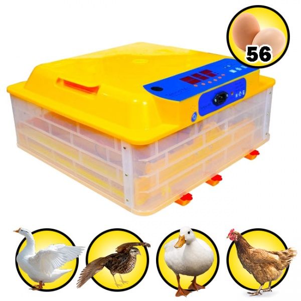 Инкубатор Инкубатор автоматический MS-56