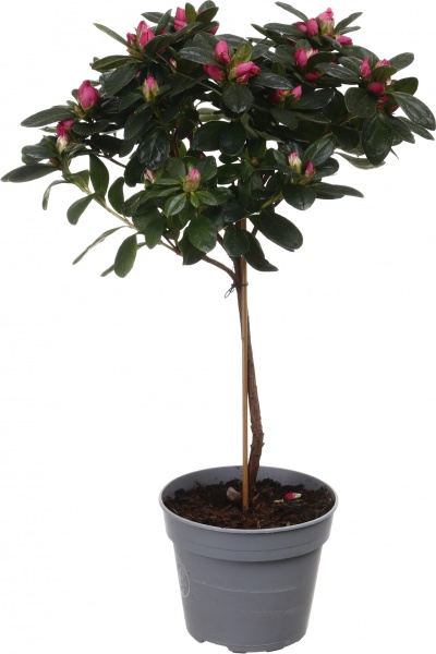 Растение комнатное Азалия штамб микс d13/h40