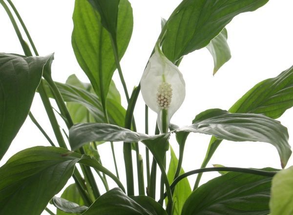 Растение комнатное Спатифиллум Мир Бенито 12x45 см