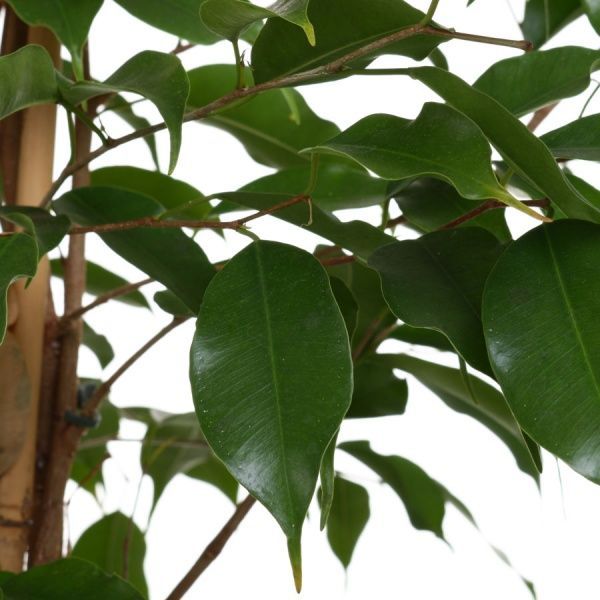 Растение комнатное Фикус Exotica