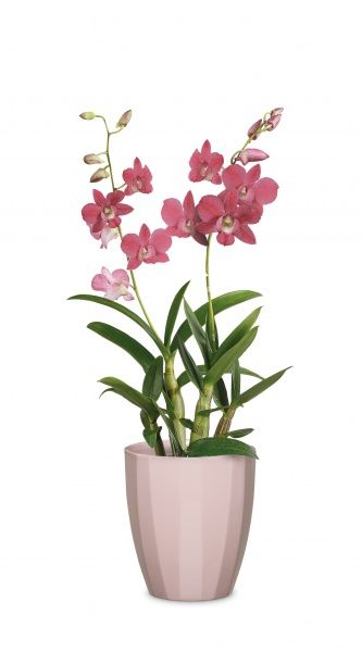 Кашпо керамическое Scheurich Elegance круглый 4,6 л нежно-розовый 