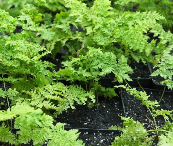 Растение декоративное Лотос К Щитовник австралийский (Dryopteris australica 'Crispa Whiteside')