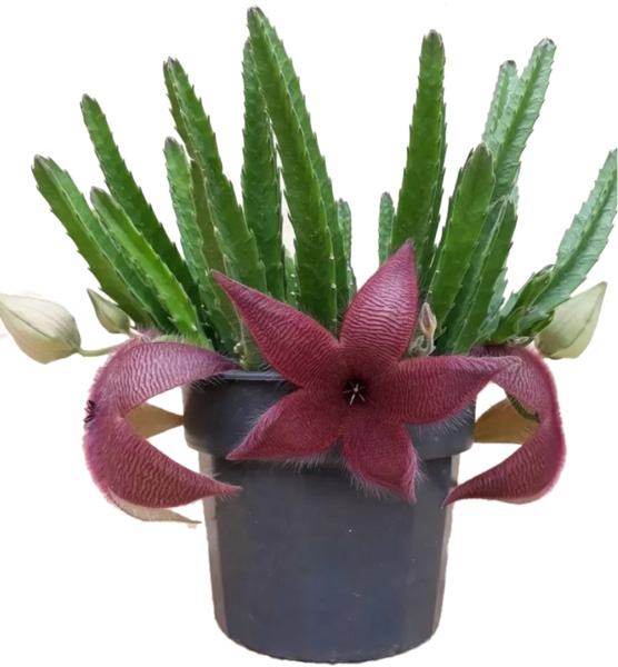 Суккулент Стапелия d8/h15