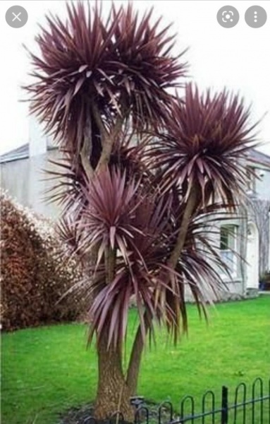 Растение Кордилина южная Пурпуреа/CORDYLINE australis Purpurea С3/Н 40-60