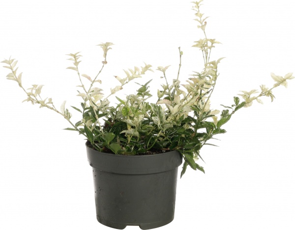 Рослина бересклет голден 17/20