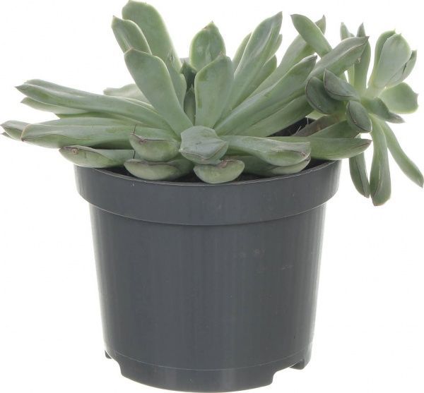 Растение Ехеверія Echeveria echoc 10,5/12-15