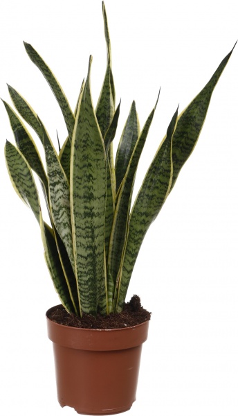 Растение комнатное Сансевьерия Лауренти 17/70