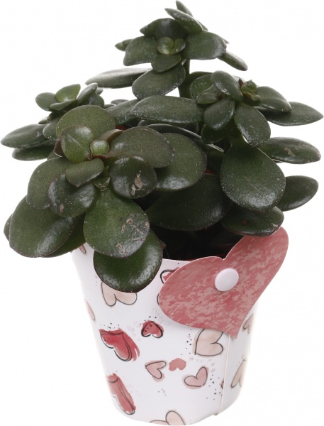 Рослина кімнатна Сукулент мікс 10х12 см